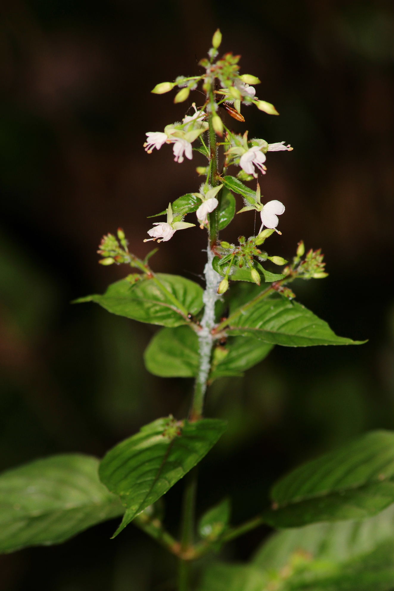 Circaea lutetiana / Erba maga comune